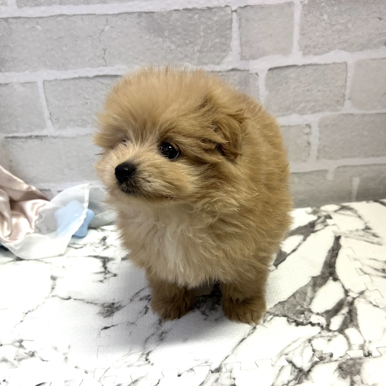 愛知県のポメプー(ポメラニアン×プードル) (犬の家＆猫の里岡崎店/2025年9月14日生まれ/男の子/アプリコット)の子犬の4枚目の画像