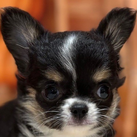 チワワ（ロング）女の子の写真