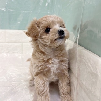 静岡県のマルプー(マルチーズ×プードル) (犬の家＆猫の里マークイズ静岡店/2025年9月14日生まれ/女の子/アプリコット)の子犬の4枚目の画像