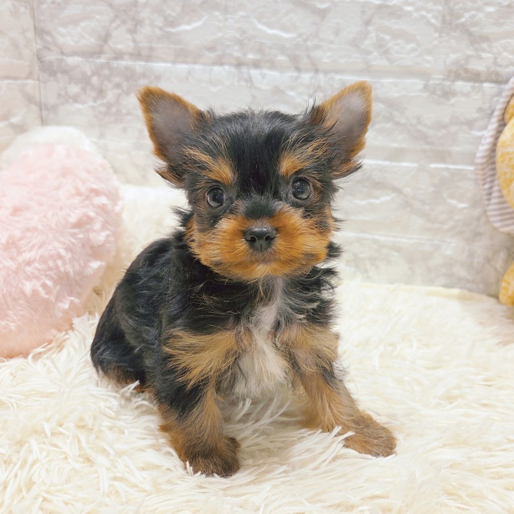 愛知県のヨークシャーテリア (犬の家＆猫の里MiO香久山店/2025年9月14日生まれ/男の子/スチールブルータン)の子犬の4枚目の画像