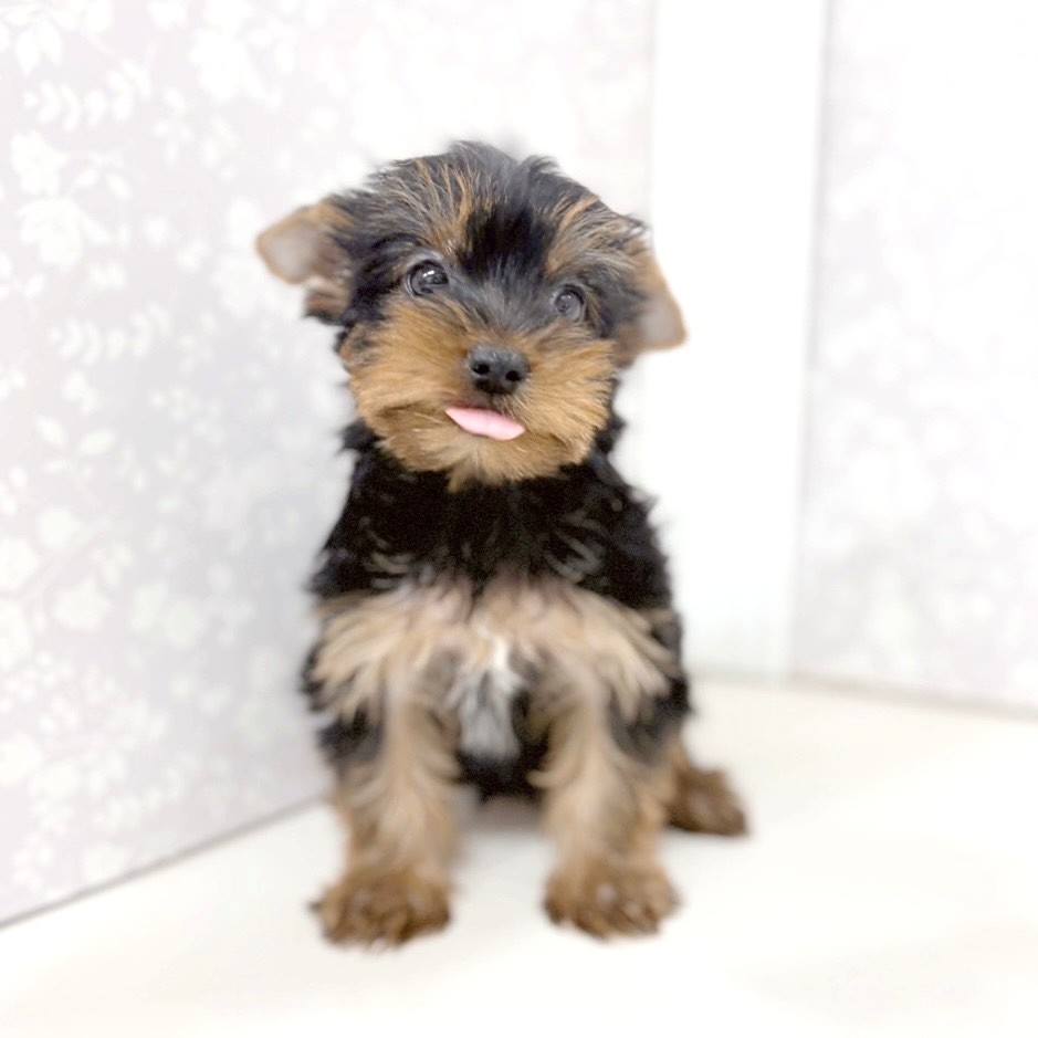 富山県のヨークシャーテリア (犬の家＆猫の里アミーゴ高岡蓮花寺店/2025年9月14日生まれ/男の子/スチールブルータン)の子犬の4枚目の画像