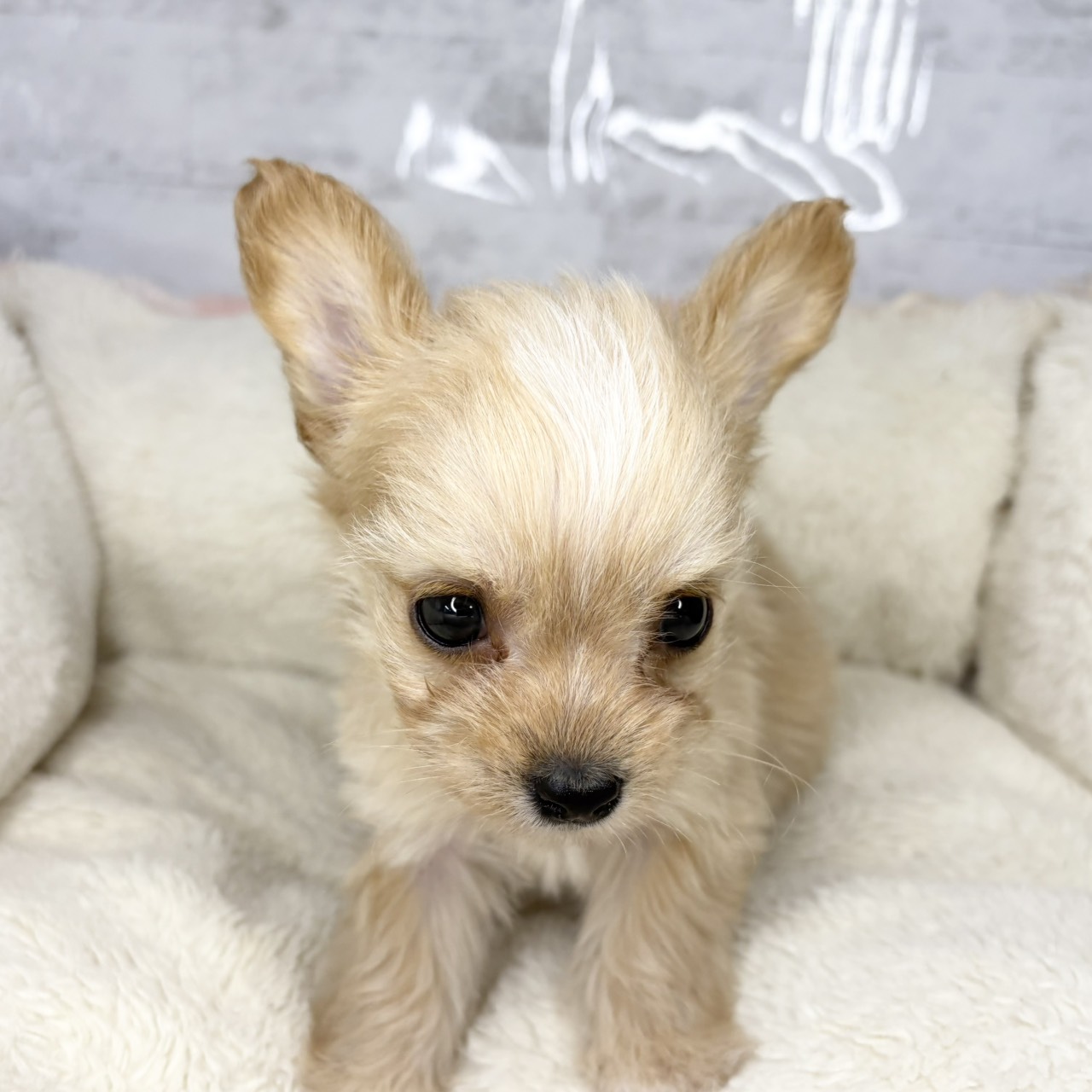 長野県のチワプー/プーチー(チワワ×プードル) (犬の家＆猫の里塩尻店/2025年9月14日生まれ/男の子/アプリコット)の子犬の4枚目の画像