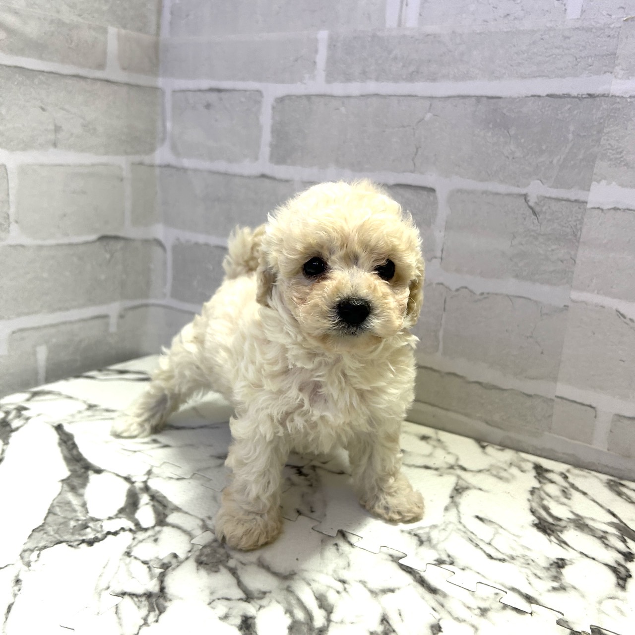 愛知県のビションプー(ビションフリーゼ×プードル) (犬の家＆猫の里岡崎店/2025年9月14日生まれ/女の子/クリーム)の子犬の4枚目の画像