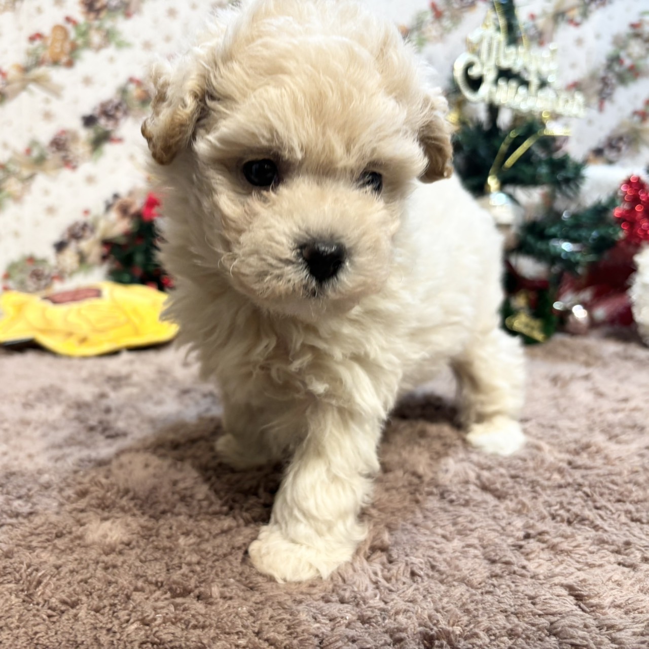 長野県のマルプー(マルチーズ×プードル) (犬の家＆猫の里カインズ梓川店/2025年9月15日生まれ/男の子/クリーム)の子犬の4枚目の画像