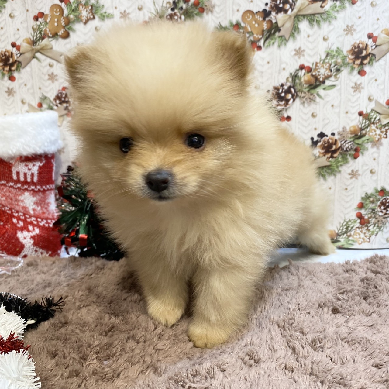 長野県のポメラニアン (犬の家＆猫の里カインズ梓川店/2025年9月15日生まれ/男の子/オレンジ)の子犬の4枚目の画像