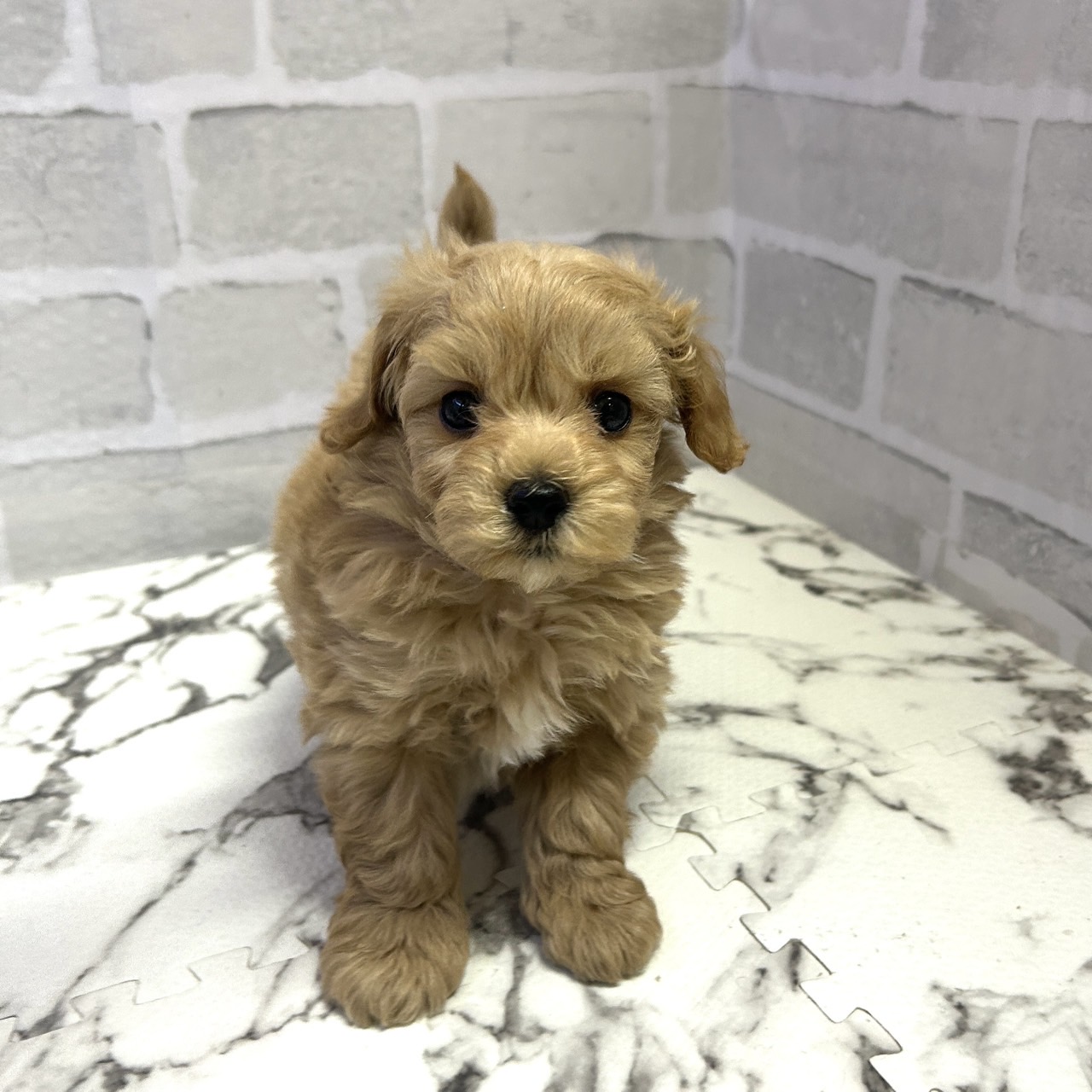 愛知県のマルプー(マルチーズ×プードル) (犬の家＆猫の里岡崎店/2025年9月15日生まれ/男の子/クリーム)の子犬の4枚目の画像