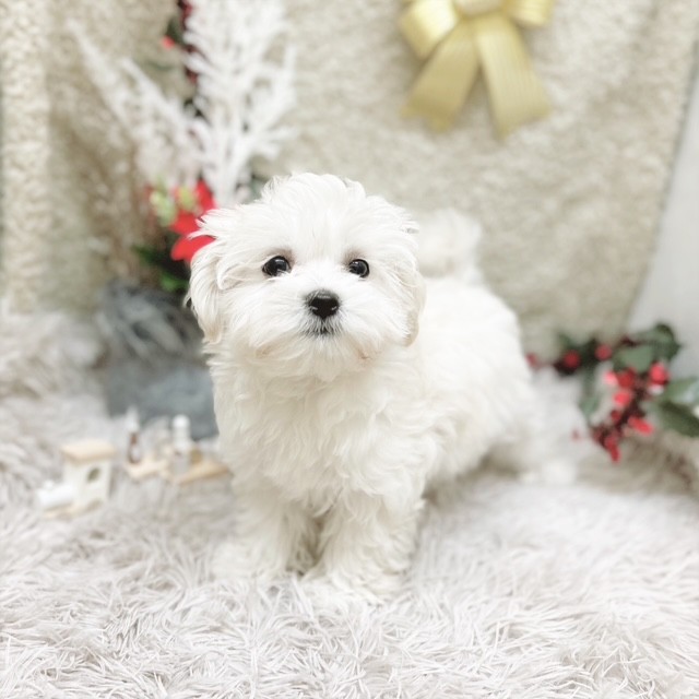 静岡県のマルチーズ (犬の家＆猫の里藤枝店/2025年9月13日生まれ/女の子/ホワイト)の子犬の4枚目の画像