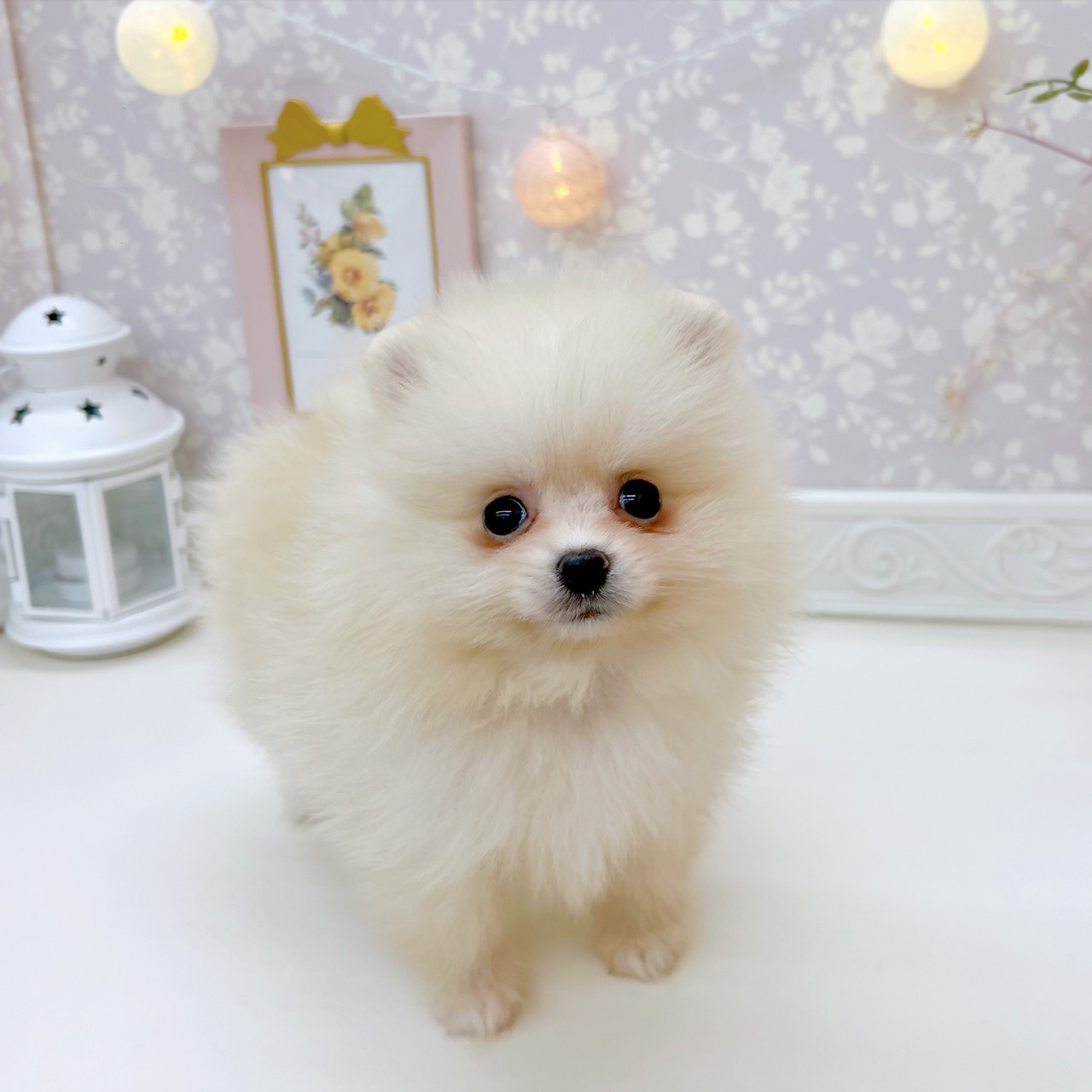 富山県のポメラニアン (犬の家＆猫の里富山店/2025年9月15日生まれ/女の子/クリーム)の子犬の4枚目の画像