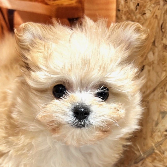 ハーフ犬女の子の写真