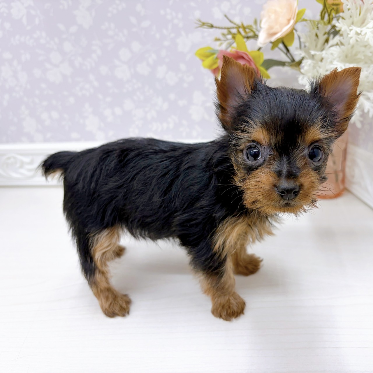 富山県のヨークシャーテリア (犬の家＆猫の里アミーゴ山室店/2025年9月15日生まれ/女の子/スチールブルータン)の子犬の4枚目の画像
