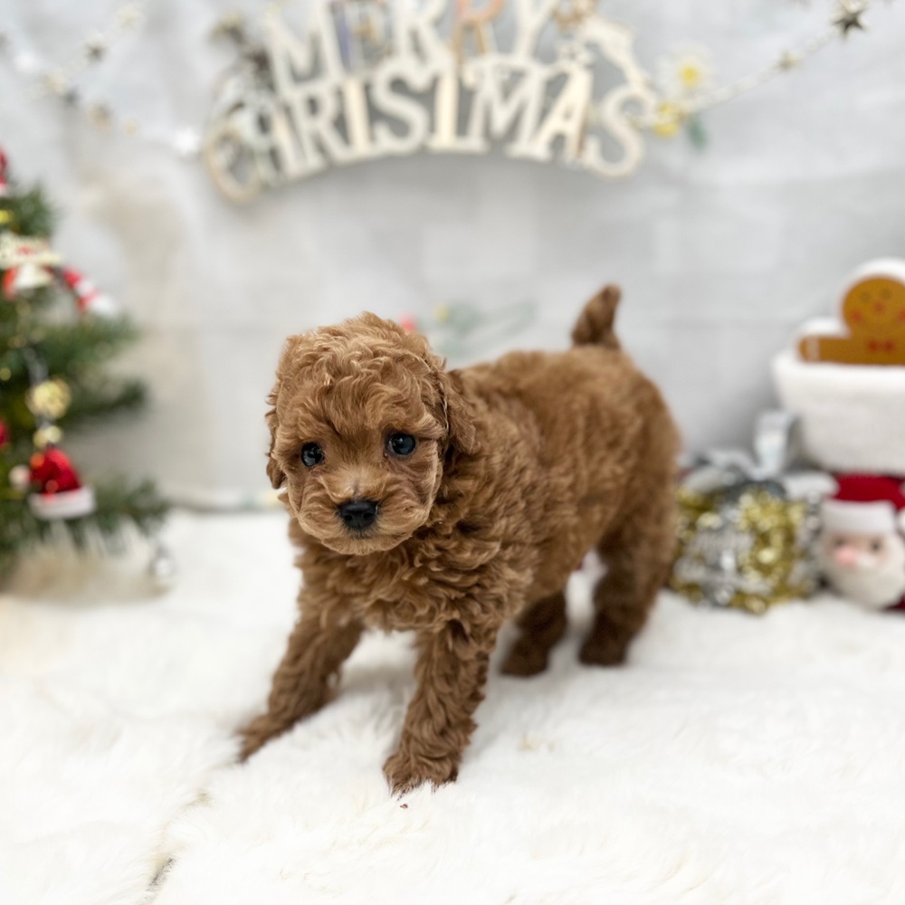 静岡県のトイプードル(トイ) (犬の家＆猫の里MEGAドン・キホーテ袋井店/2025年9月14日生まれ/女の子/レッド)の子犬の4枚目の画像
