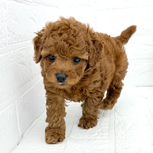 愛知県のトイプードル(トイ) (犬の家＆猫の里豊川インター店/2025年9月14日生まれ/男の子/レッド)の子犬の4枚目の画像