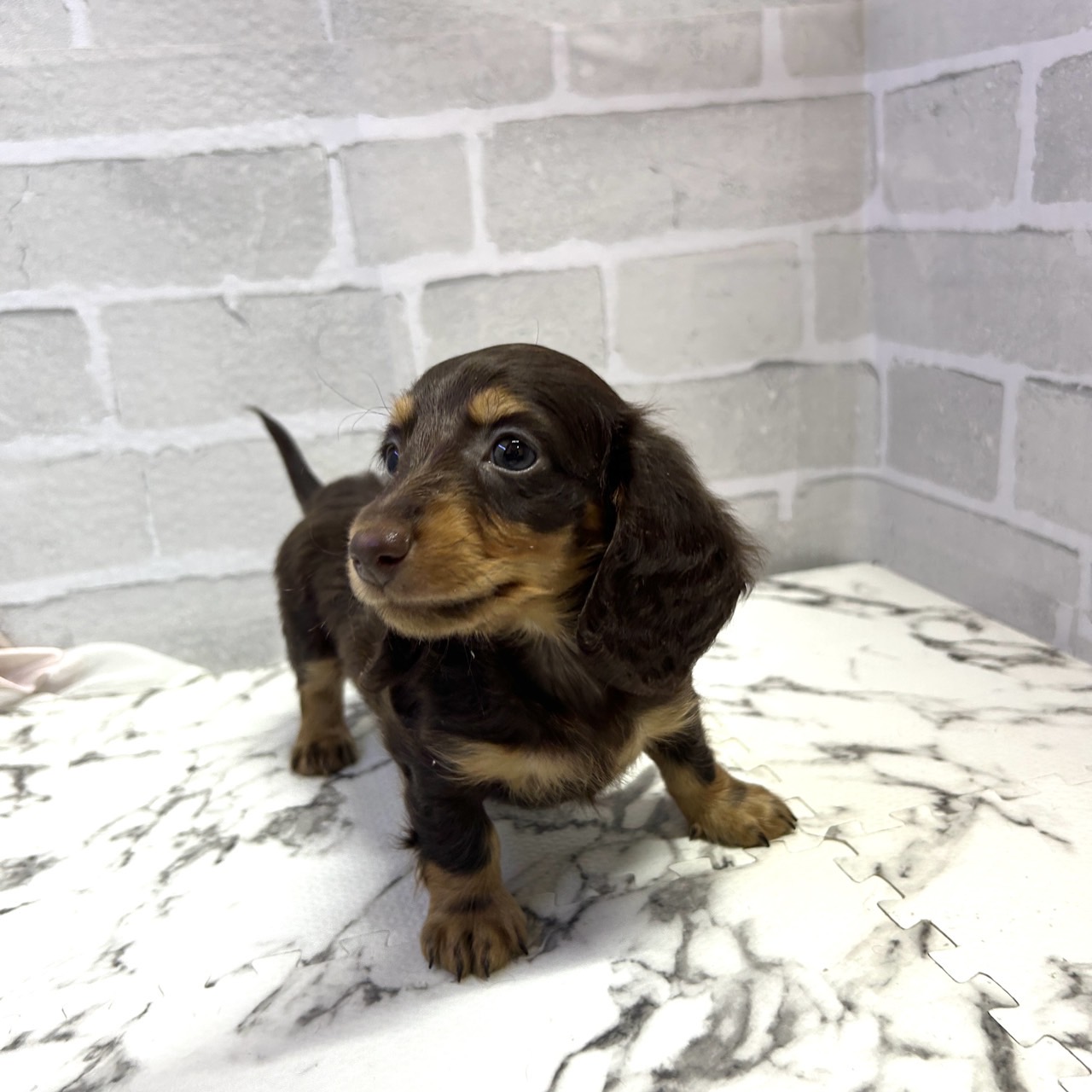 愛知県のミニチュアダックスフンド(ロング) (犬の家＆猫の里岡崎店/2025年9月13日生まれ/男の子/チョコレートタン)の子犬の4枚目の画像