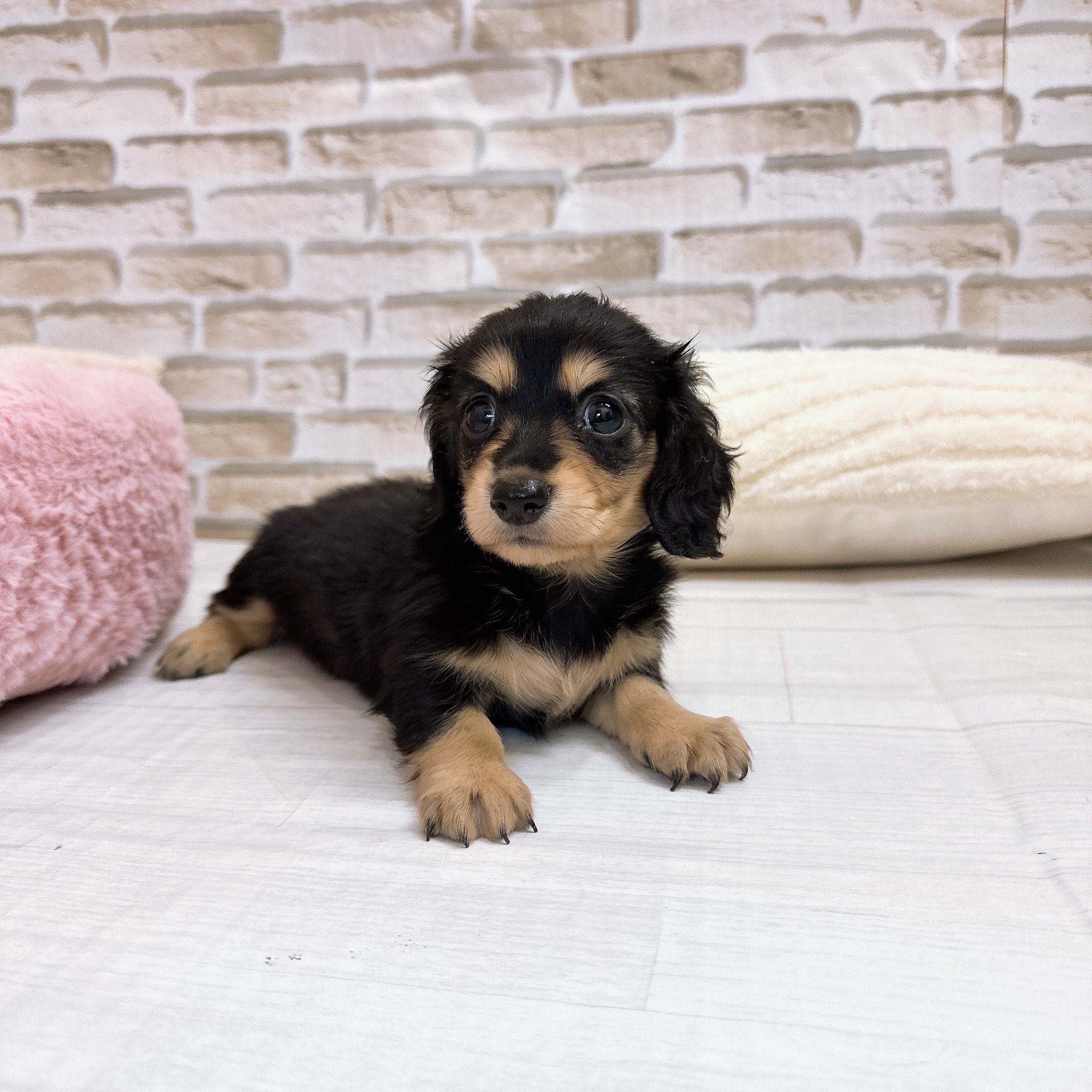 神奈川県のミニチュアダックスフンド(ロング) (犬の家＆猫の里モザイクモール港北店/2025年9月15日生まれ/女の子/ブラックイエロー)の子犬の4枚目の画像