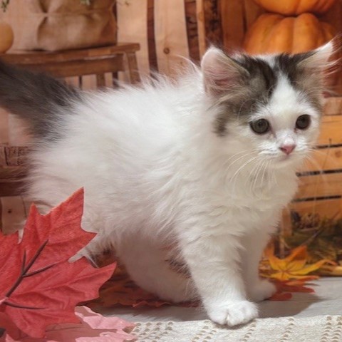 福岡県のスコティッシュフォールド (犬の家＆猫の里トリアス久山店/2025年9月15日生まれ/男の子/シルバータビーホワイトバン)の子猫の4枚目の画像