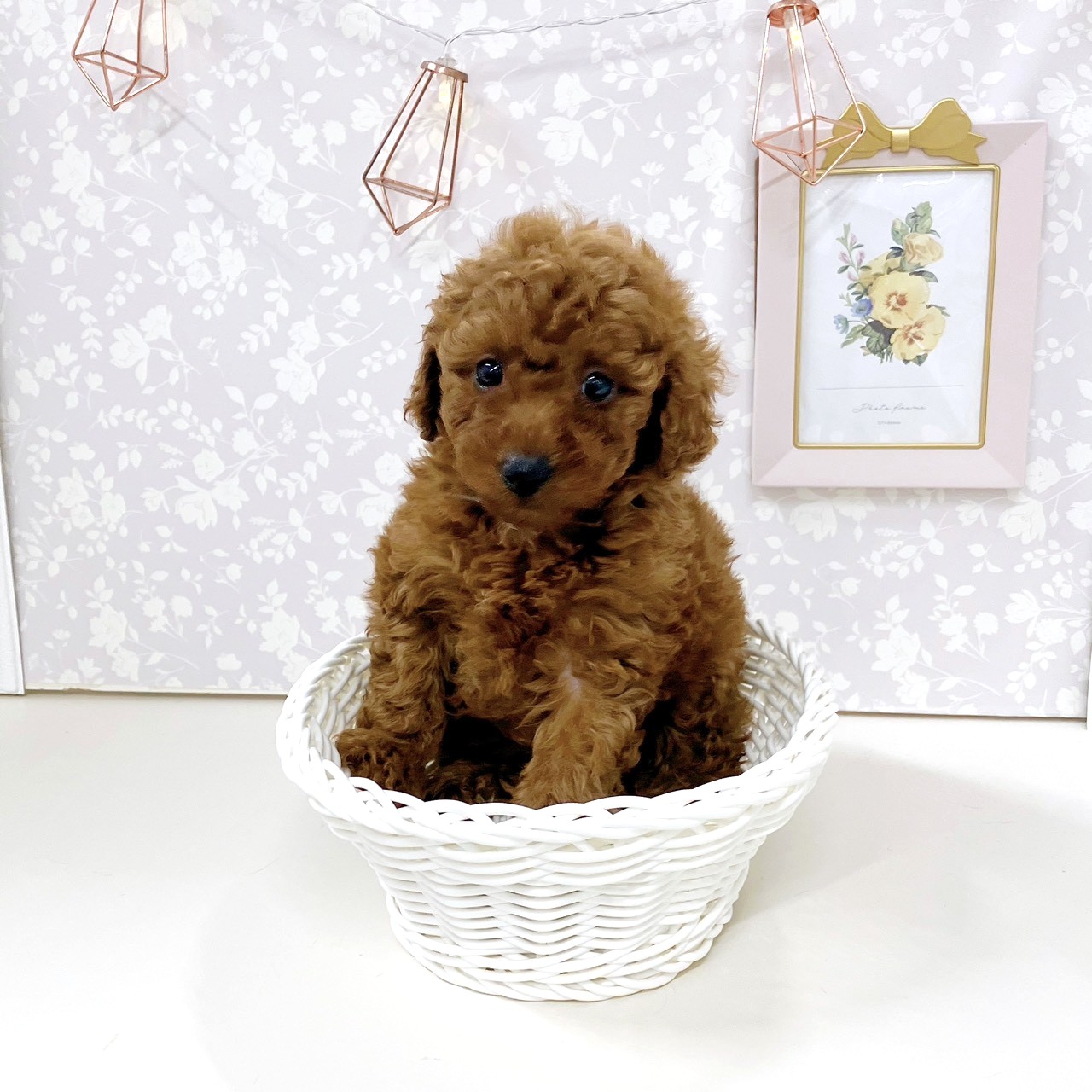 富山県のトイプードル(トイ) (犬の家＆猫の里アミーゴ高岡蓮花寺店/2025年9月15日生まれ/女の子/レッド)の子犬の4枚目の画像