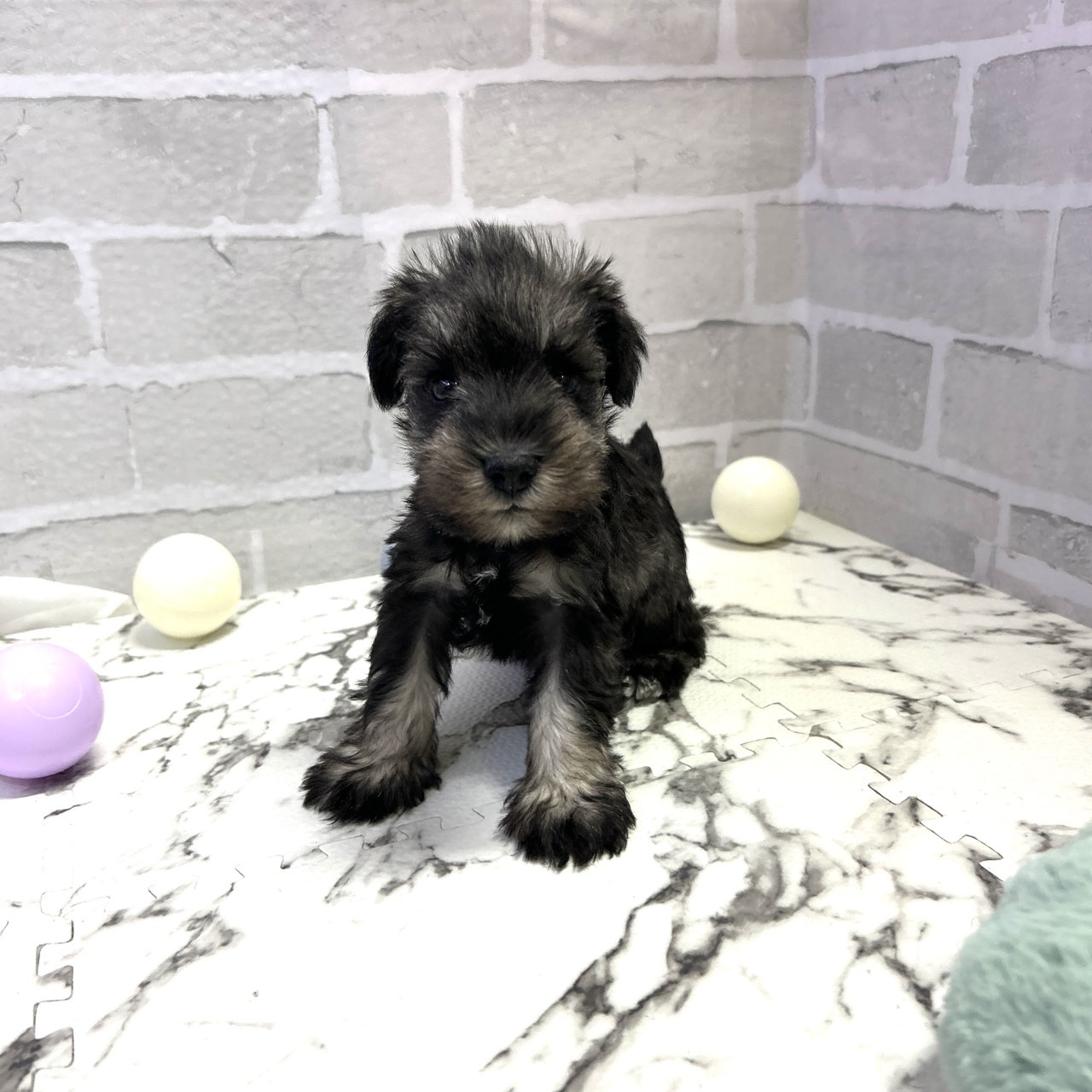 愛知県のミニチュアシュナウザー (犬の家＆猫の里岡崎店/2025年9月16日生まれ/男の子/ソルトペッパー)の子犬の4枚目の画像