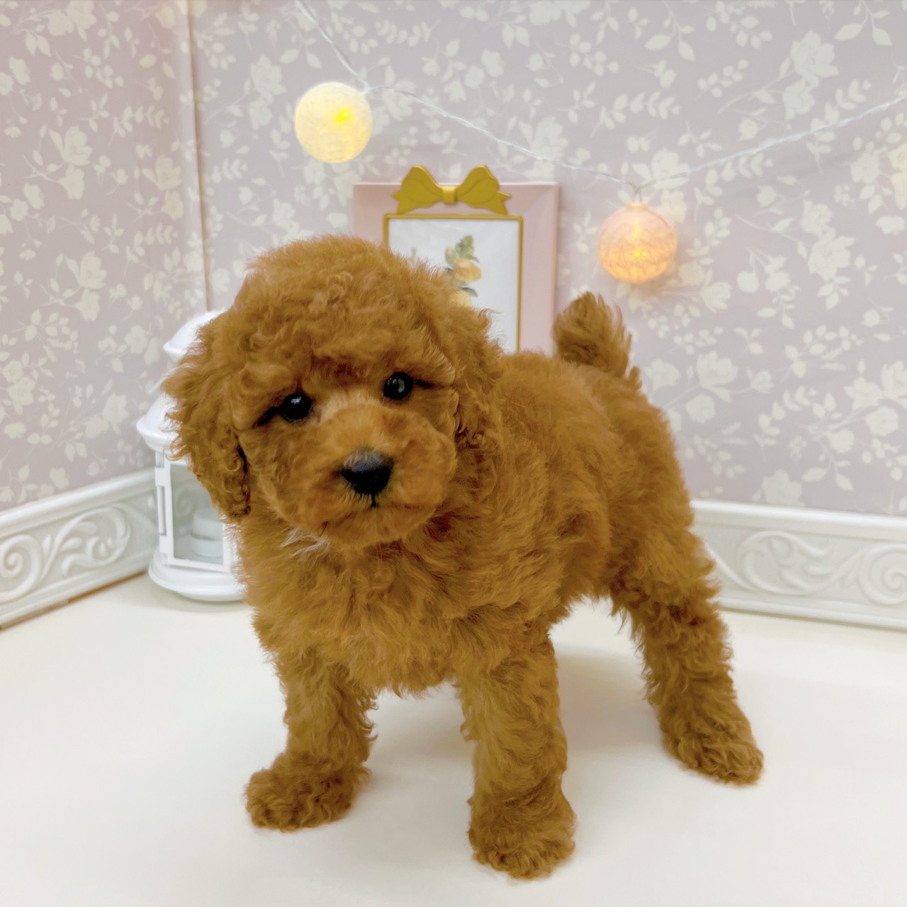 富山県のトイプードル(トイ) (犬の家＆猫の里富山店/2025年9月15日生まれ/女の子/レッド)の子犬の4枚目の画像