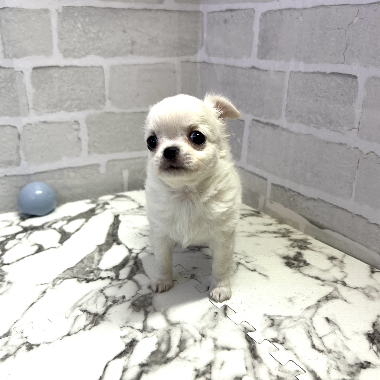 愛知県のチワワ(ロング) (犬の家＆猫の里岡崎店/2025年9月16日生まれ/女の子/クリーム)の子犬の4枚目の画像