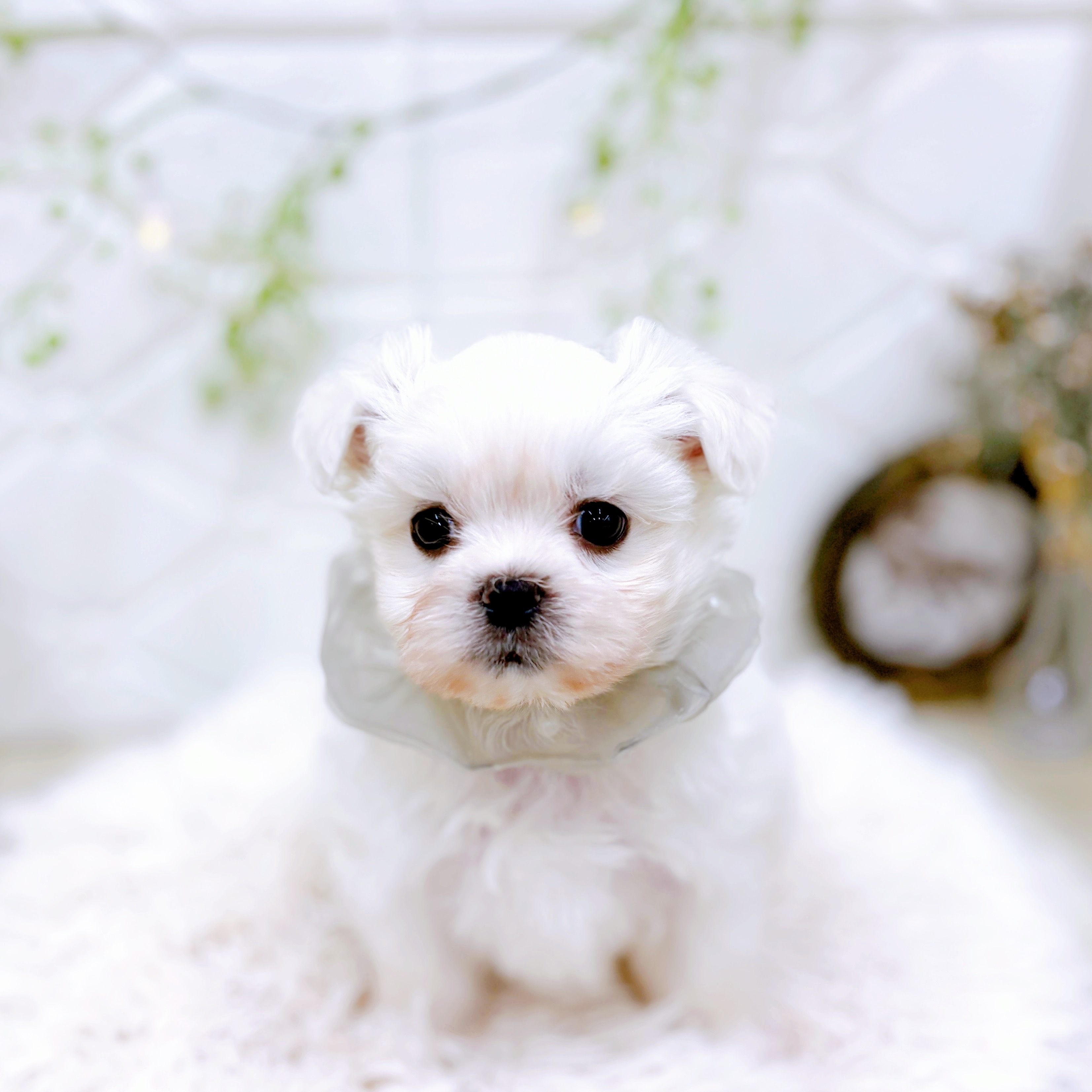 福井県のペキマル/マルペキ(ペキニーズ×マルチーズ) (犬の家＆猫の里アミーゴ福井店/2025年9月16日生まれ/男の子/ホワイト)の子犬の4枚目の画像