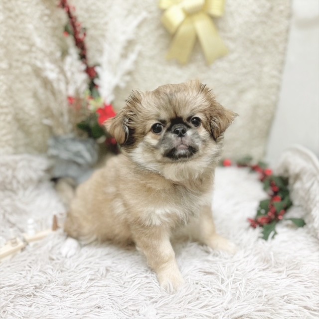 静岡県のチワペキ/ペキチー/ペキチワ(チワワ×ペキニーズ) (犬の家＆猫の里藤枝店/2025年9月12日生まれ/女の子/フォーンホワイト)の子犬の4枚目の画像