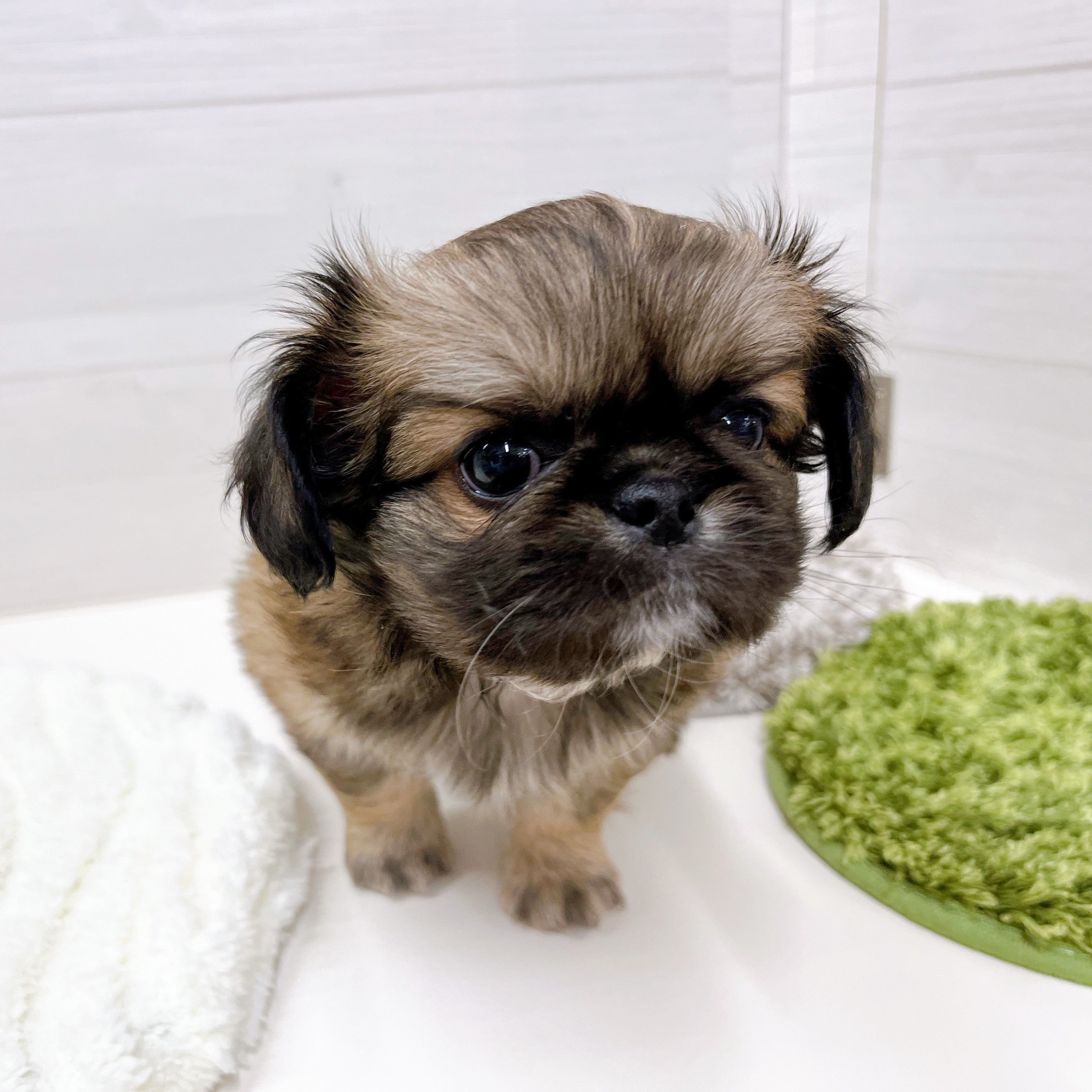 石川県のチワペキ/ペキチー/ペキチワ(チワワ×ペキニーズ) (犬の家＆猫の里アミーゴ金沢おこばた店/2025年9月12日生まれ/男の子/フォーンホワイト)の子犬の4枚目の画像