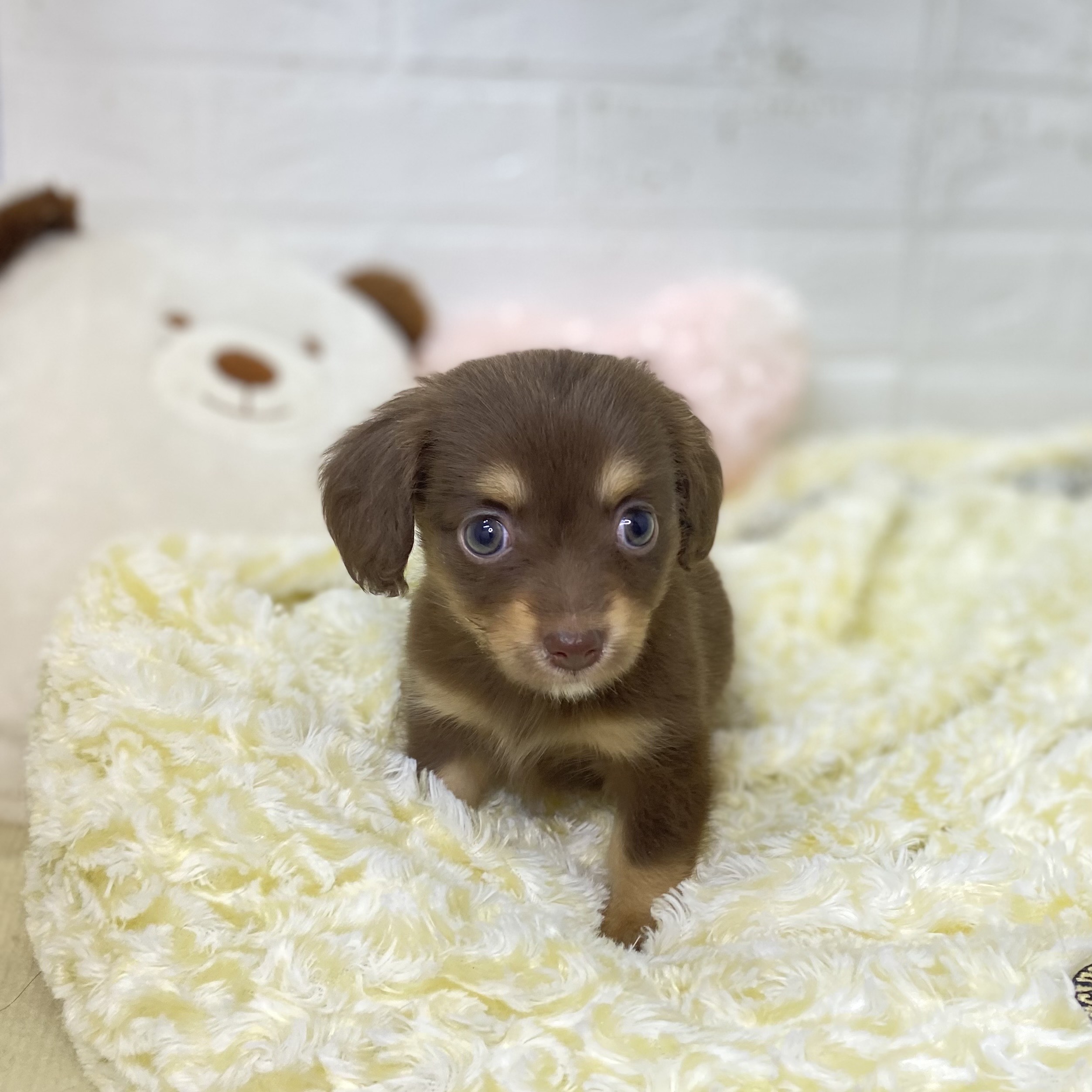 長野県のチワックス(チワワ×ダックス) (犬の家＆猫の里長野店/2025年9月14日生まれ/女の子/チョコレートタン)の子犬の4枚目の画像