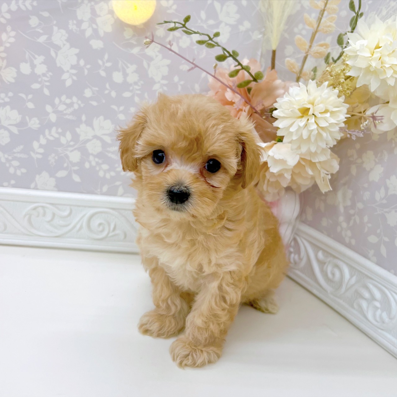 富山県のマルプー(マルチーズ×プードル) (犬の家＆猫の里富山店/2025年9月14日生まれ/女の子/アプリコット)の子犬の4枚目の画像