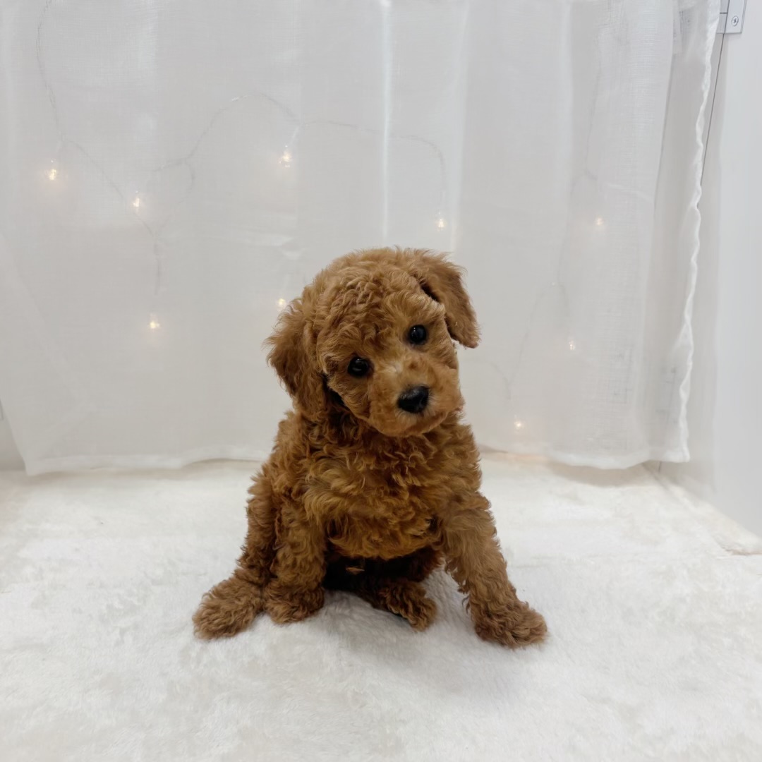 千葉県のトイプードル(トイ) (犬の家＆猫の里BIGHOPガーデンモール印西店/2025年9月16日生まれ/男の子/レッド)の子犬の4枚目の画像