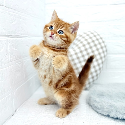 愛知県のマンチカン (犬の家＆猫の里豊川インター店/2025年9月11日生まれ/男の子/レッドタビー)の子猫の4枚目の画像