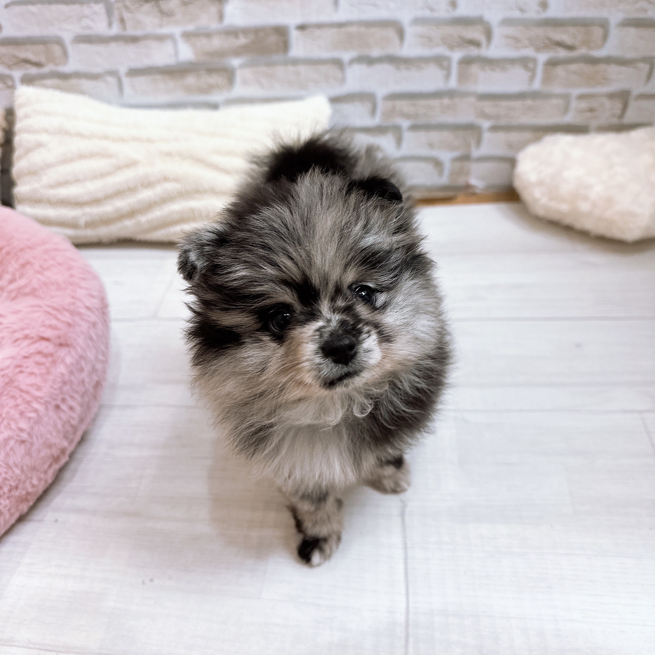 ポメラニアン女の子の写真