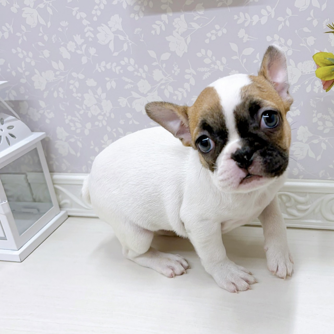富山県のフレンチブルドッグ (犬の家＆猫の里アミーゴ山室店/2025年9月13日生まれ/女の子/ホワイトフォーン)の子犬の4枚目の画像