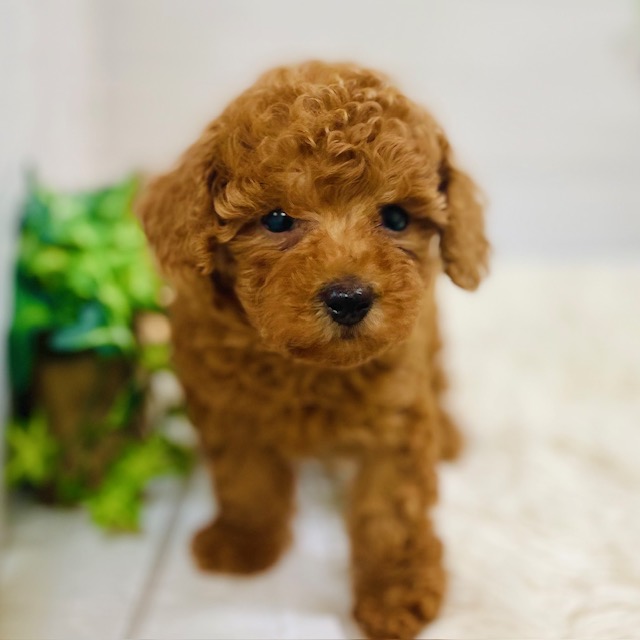 愛知県のトイプードル(トイ) (犬の家＆猫の里豊田店/2025年9月16日生まれ/女の子/レッド)の子犬の4枚目の画像