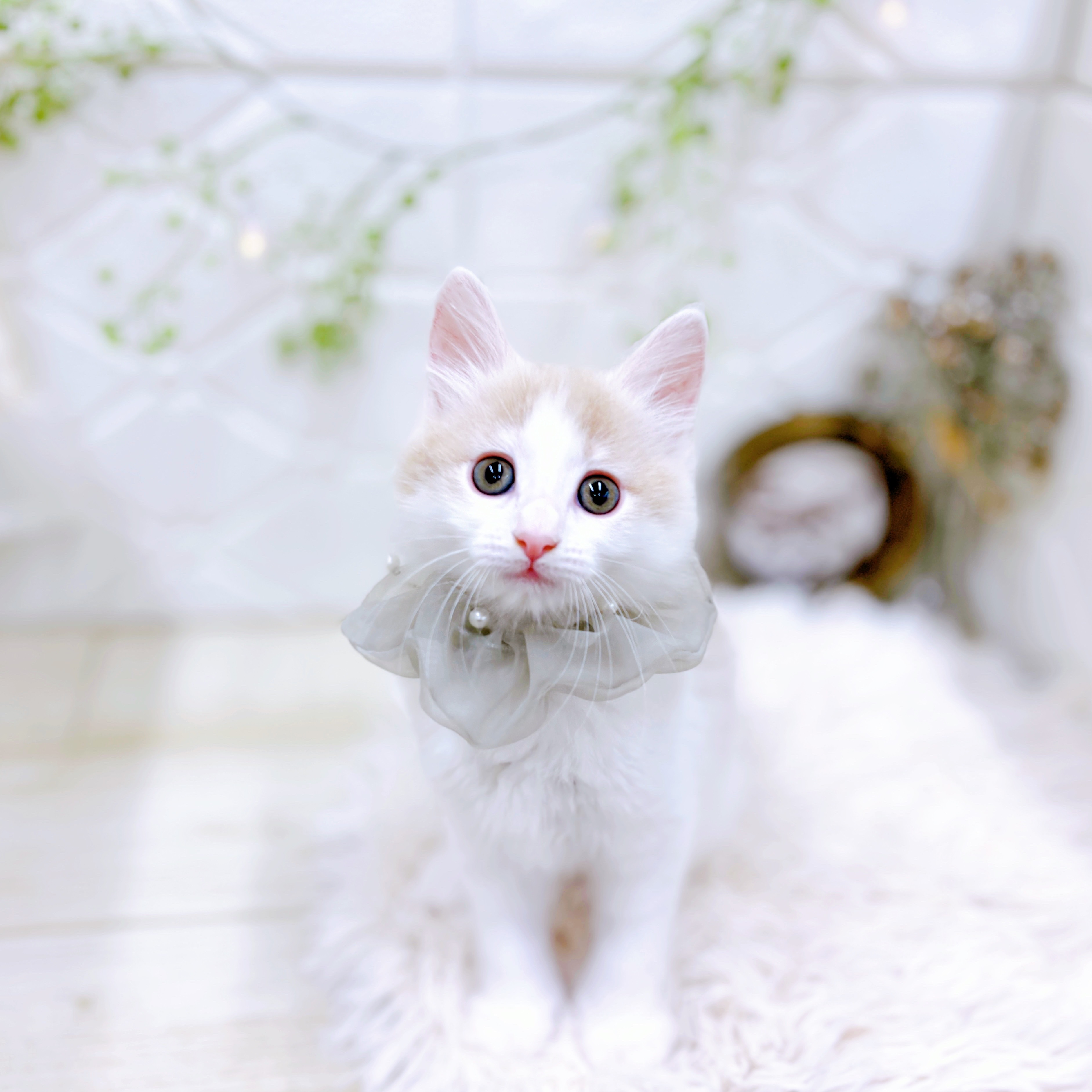 福井県のノルウェージャンフォレストキャット (犬の家＆猫の里アミーゴ福井店/2025年9月16日生まれ/男の子/クリームホワイト)の子猫の4枚目の画像