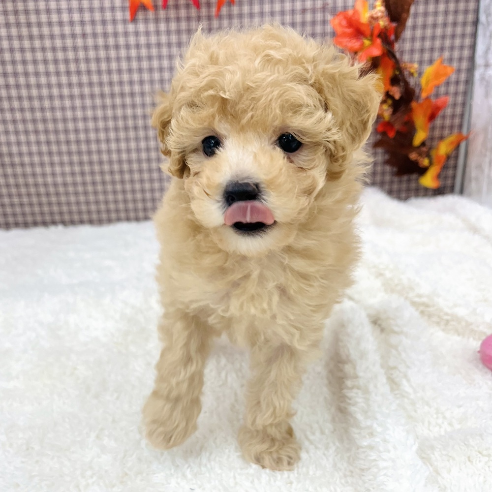 愛知県のトイプードル(トイ) (犬の家＆猫の里エアポートウォーク店/2025年9月13日生まれ/女の子/アプリコット)の子犬の4枚目の画像