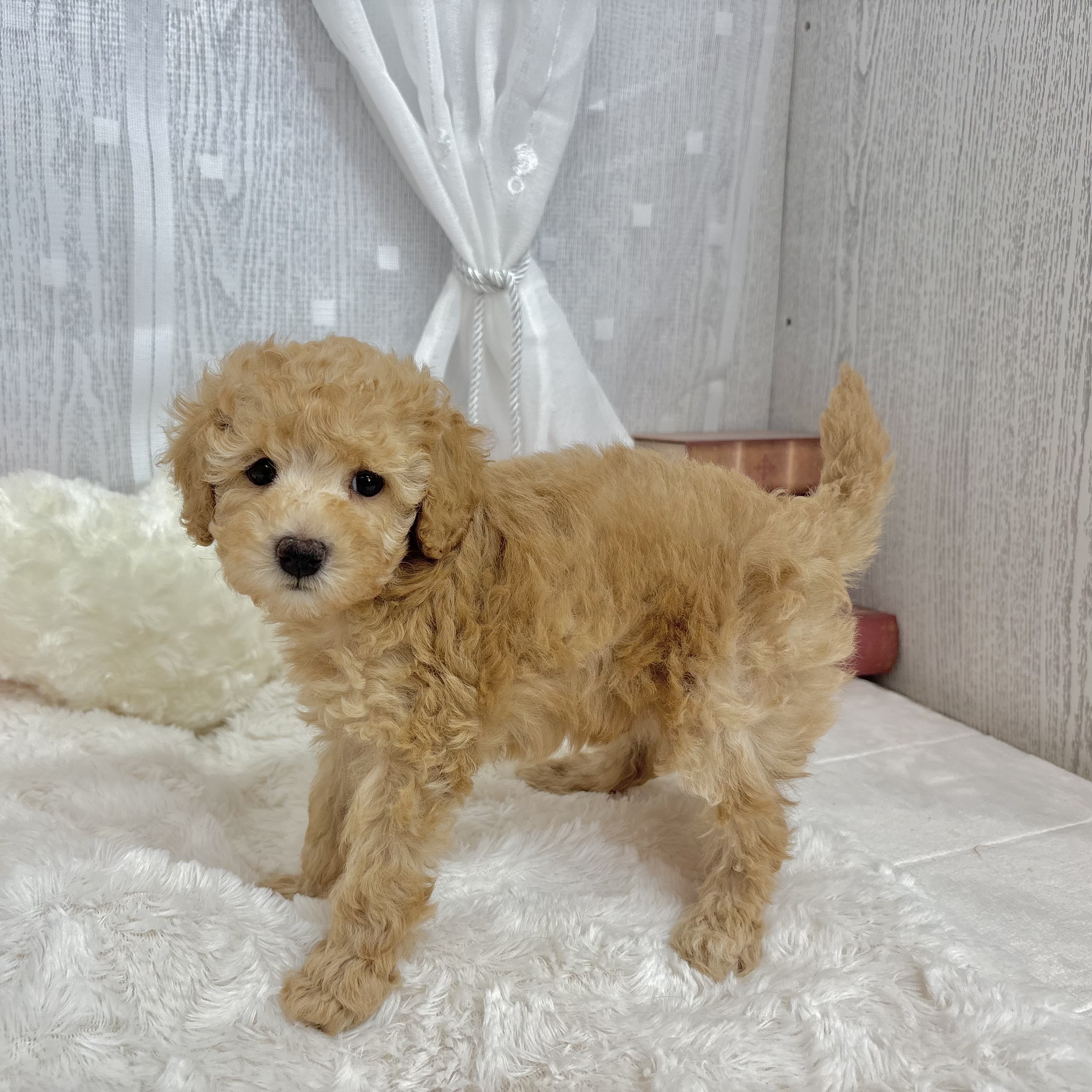 神奈川県のトイプードル(トイ) (犬の家＆猫の里相模原店/2025年9月13日生まれ/男の子/アプリコット)の子犬の4枚目の画像