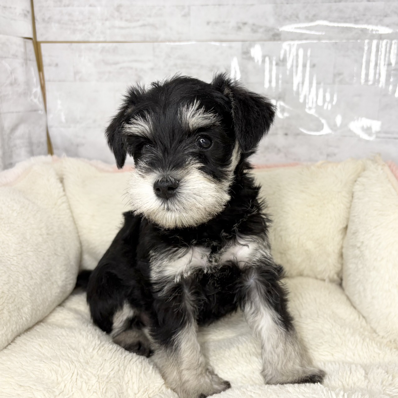 長野県のミニチュアシュナウザー (犬の家＆猫の里塩尻店/2025年9月12日生まれ/女の子/ブラックシルバー)の子犬の4枚目の画像