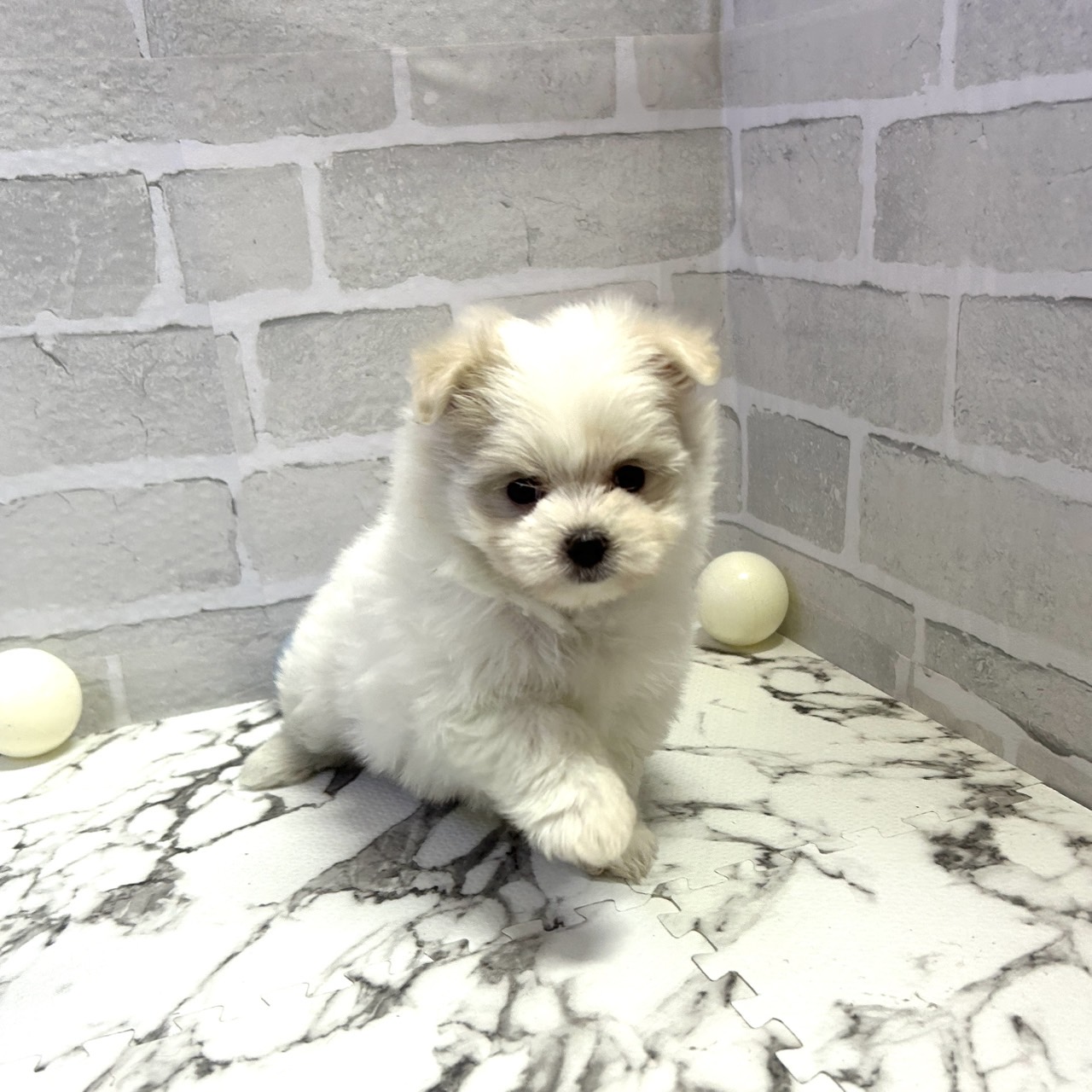 愛知県のポメマル/マルポメ(ポメラニアン×マルチーズ) (犬の家＆猫の里岡崎店/2025年9月14日生まれ/女の子/ホワイト)の子犬の4枚目の画像