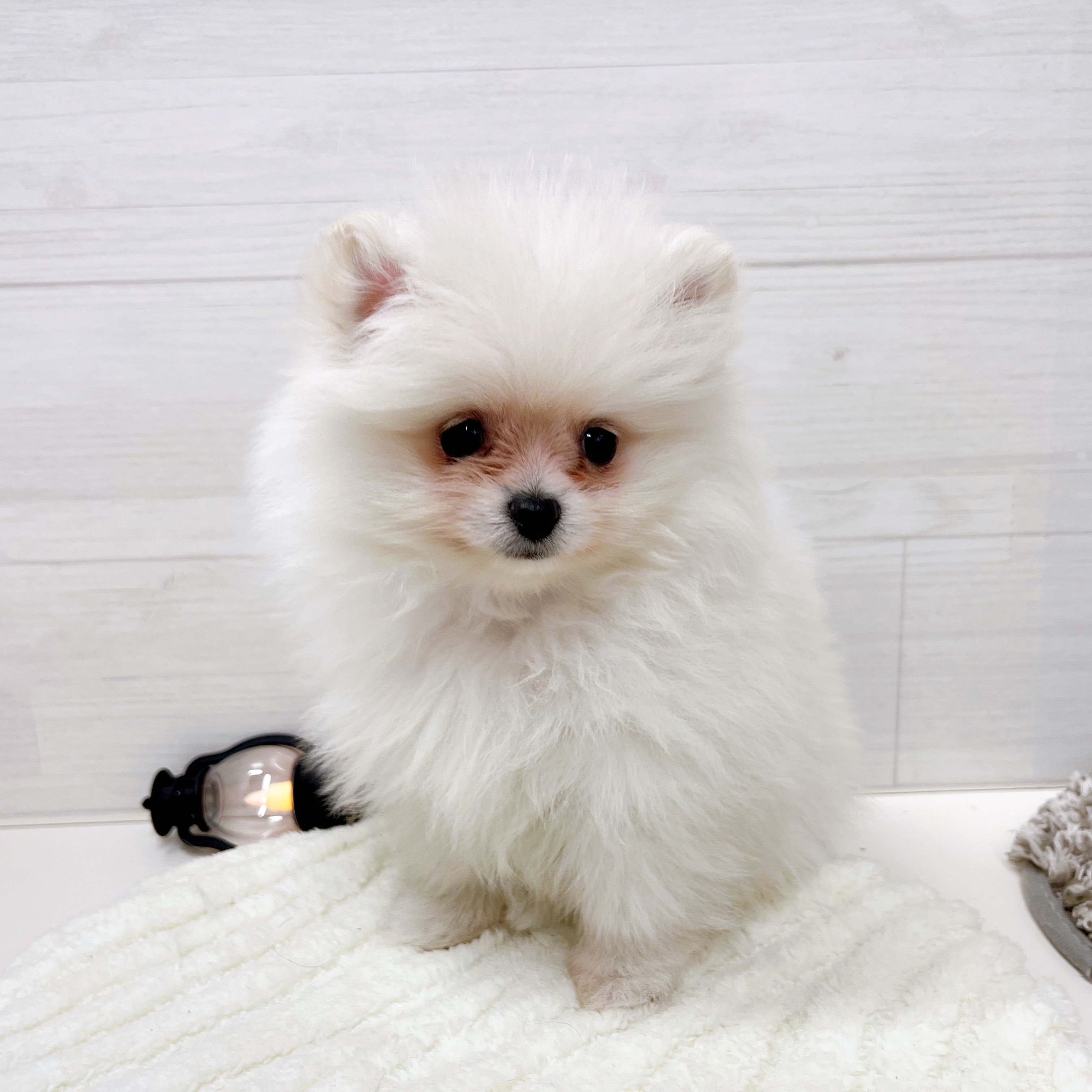 石川県のポメラニアン (犬の家＆猫の里アミーゴ金沢おこばた店/2025年9月15日生まれ/女の子/クリーム)の子犬の4枚目の画像