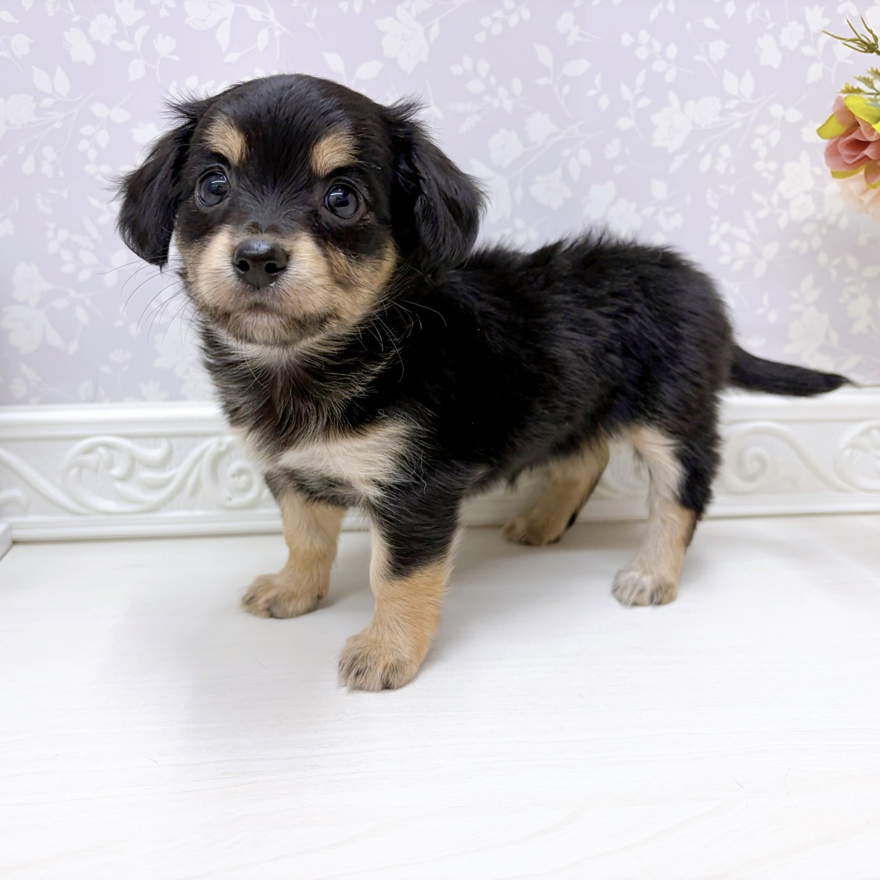富山県のチワックス(チワワ×ダックス) (犬の家＆猫の里アミーゴ山室店/2025年9月14日生まれ/女の子/ブラックタン)の子犬の4枚目の画像