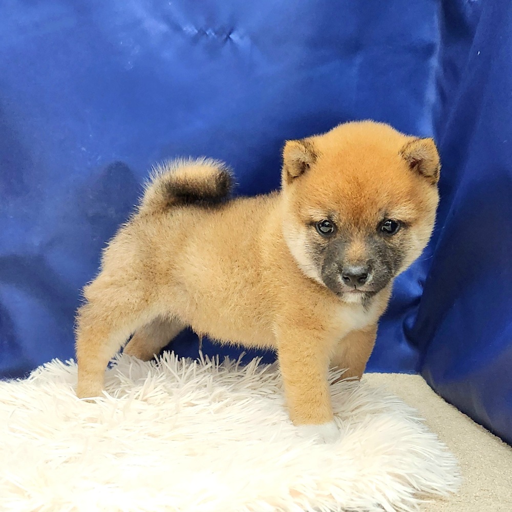 岐阜県の豆柴 (犬の家＆猫の里中津川店/2025年9月15日生まれ/男の子/赤)の子犬の4枚目の画像