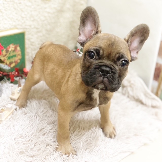 静岡県のフレンチブルドッグ (犬の家＆猫の里藤枝店/2025年9月15日生まれ/男の子/フォーンホワイト)の子犬の4枚目の画像
