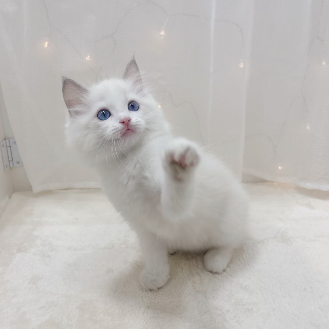 千葉県のラグドール (犬の家＆猫の里BIGHOPガーデンモール印西店/2025年9月14日生まれ/男の子/ブルーポイントバイカラー)の子猫の4枚目の画像