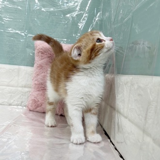 静岡県のスコティッシュフォールド (犬の家＆猫の里マークイズ静岡店/2025年9月13日生まれ/女の子/レッドタビーホワイト)の子猫の4枚目の画像