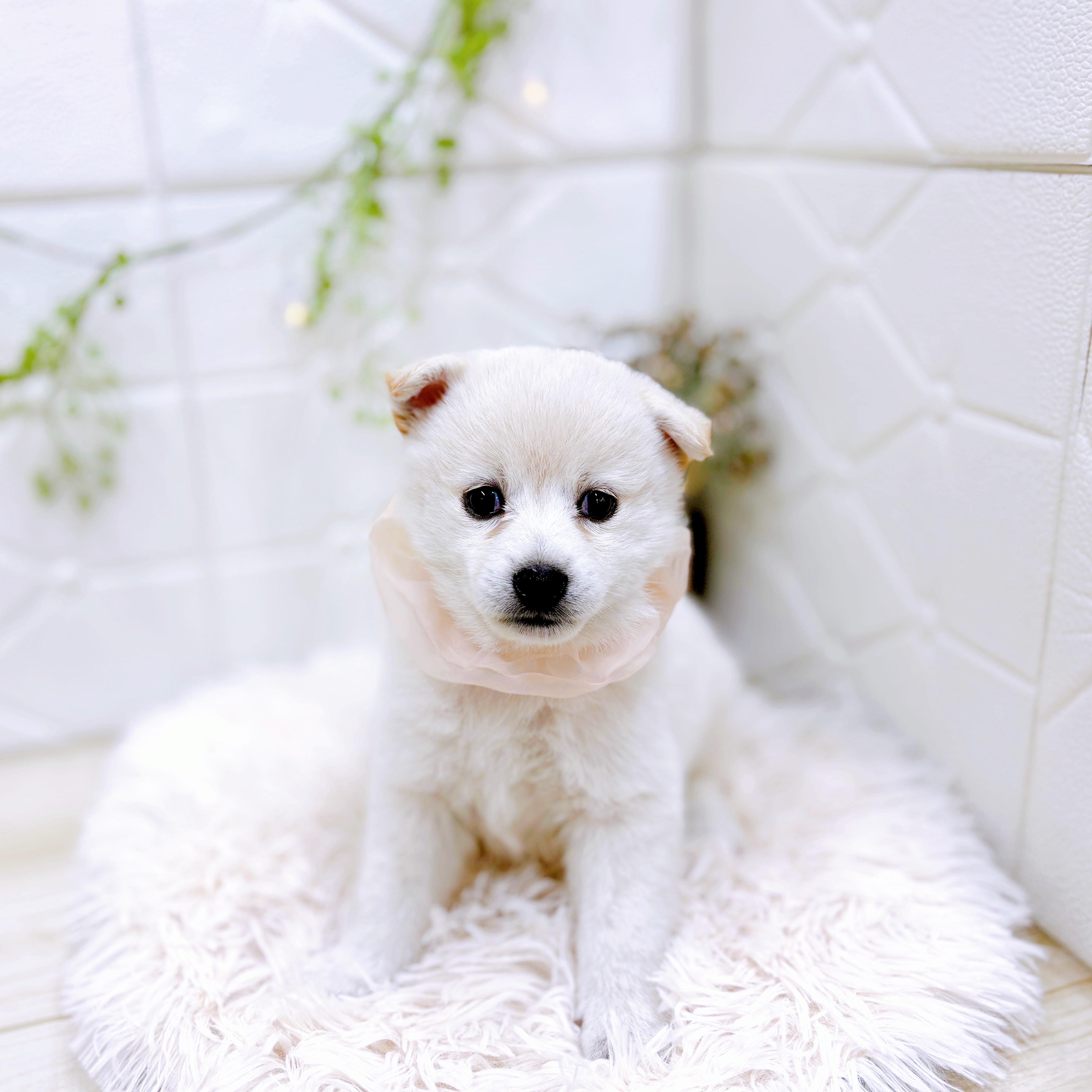 福井県のポメ柴/豆ポメ/ポメ豆柴(ポメラニアン×柴犬) (犬の家＆猫の里アミーゴ福井店/2025年9月15日生まれ/女の子/白)の子犬の4枚目の画像