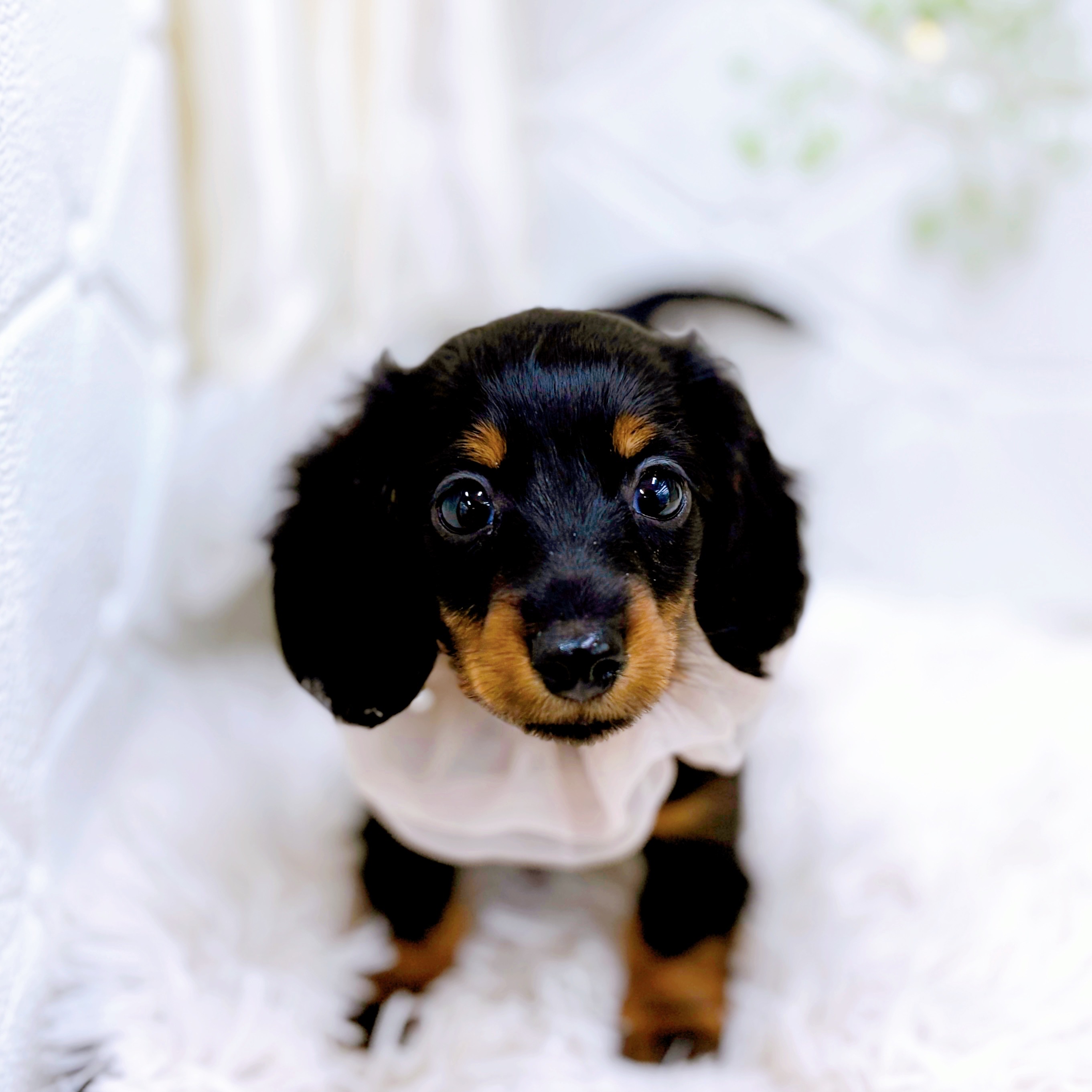 福井県のミニチュアダックスフンド(ロング) (犬の家＆猫の里アミーゴ福井店/2025年9月14日生まれ/女の子/ブラックタン)の子犬の4枚目の画像