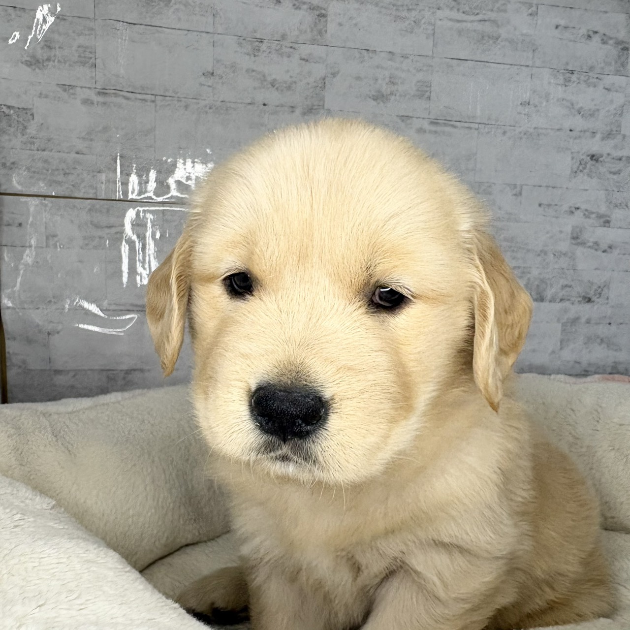 長野県のゴールデンレトリバー (犬の家＆猫の里塩尻店/2025年9月15日生まれ/女の子/ゴールデン)の子犬の4枚目の画像