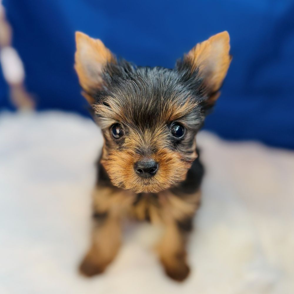 愛知県のヨークシャーテリア (犬の家＆猫の里愛知刈谷店/2025年9月14日生まれ/男の子/スチールブルータン)の子犬の4枚目の画像