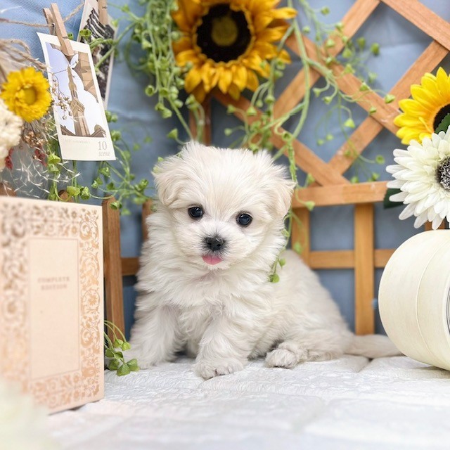千葉県のマルチーズ (犬の家＆猫の里ワンズモール稲毛店/2025年9月14日生まれ/女の子/ホワイト)の子犬の4枚目の画像