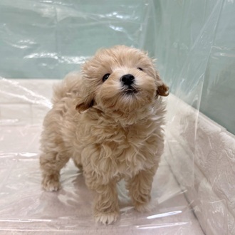 静岡県のマルプー(マルチーズ×プードル) (犬の家＆猫の里マークイズ静岡店/2025年9月13日生まれ/男の子/アプリコット)の子犬の4枚目の画像